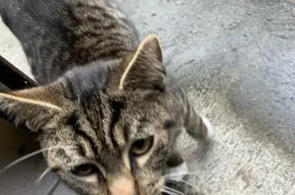 Chat trouvé à Roubaix, Avenue Nations Unies - photo