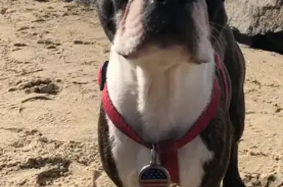 Animaux perdus Bayonne, photo: Chien Boston terrier mâle perdu, 1 an, 5,8 kg, craintif. Harnais rouge, laisse marron. Disparu le 2 nov. à St Amand, Bayonne.