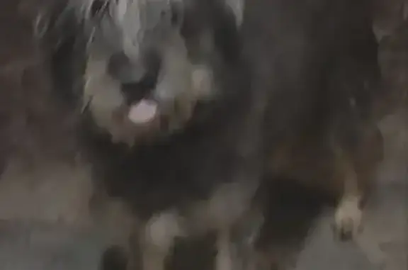 Chien gris poil long trouvé à Sulniac - photo