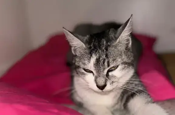 Chat Gris sociable, collier cuir, Villeneuve-le-Roi - photo