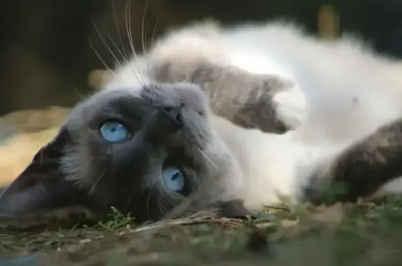 Animaux perdus , photo: Chat perdu collier bleu Rue Blanc Fontgombault