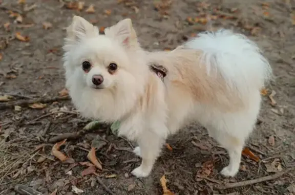 Animaux perdus Orly, photo: Chien Spitz allemand femelle disparu, Allée des Tilleuls, Orly