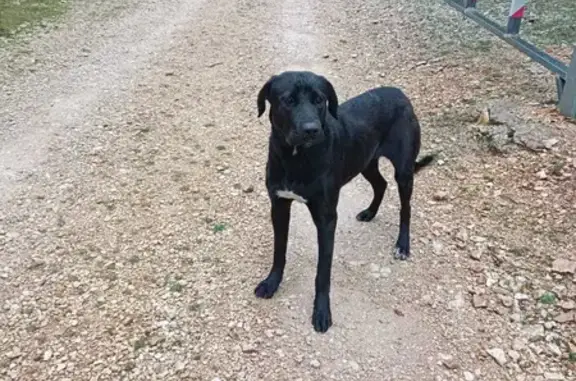 Chien trouvé : Jeune labrador croisée, noire avec tache blanche. Route Mont-Ventoux, Bédoin - photo