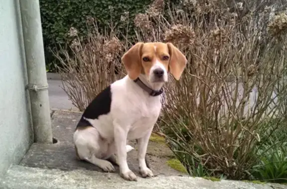 Chien perdu Plélan-le-Grand, photo : Chien Beagle femelle perdu à Plélan-le-Grand