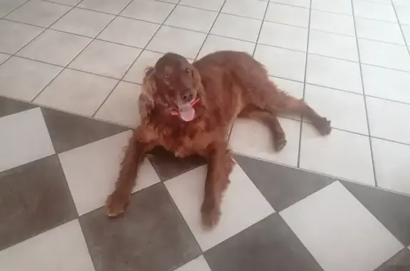 Chien perdu Bazeilles, photo : Chien Setter irlandais mâle disparu