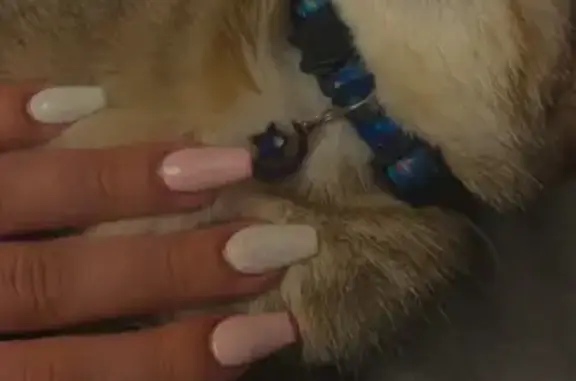 Chat perdu, Villeurbanne, photo: Chaton Minus perdu, collier bleu, lune pendentif. Aidez-nous!