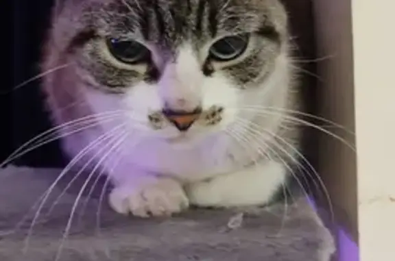 Animaux trouvés Lyon, photo: Chat trouvé, câlin et affamé. Besoin d'une nouvelle maison.