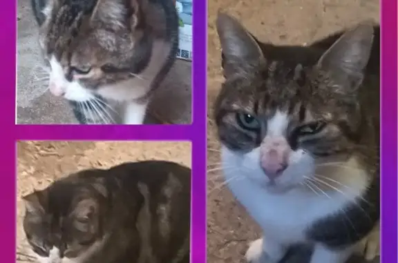 Chat trouvé Saumeray, photo: Chat mâle castré trouvé - Rue du Plant, Saumeray