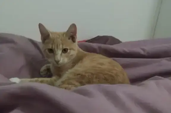 Chaton roux trouvé à Toulouse - photo