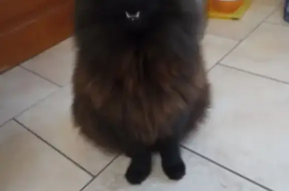 Animaux perdus Romorantin-Lanthenay, photo: Chat noir disparu, 10 ans, tatouage ID, puce