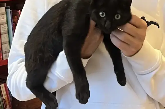 Chat perdu, Charbonnières-les-Bains, photo: Chat noir perdu à Charbonnières-les-Bains
