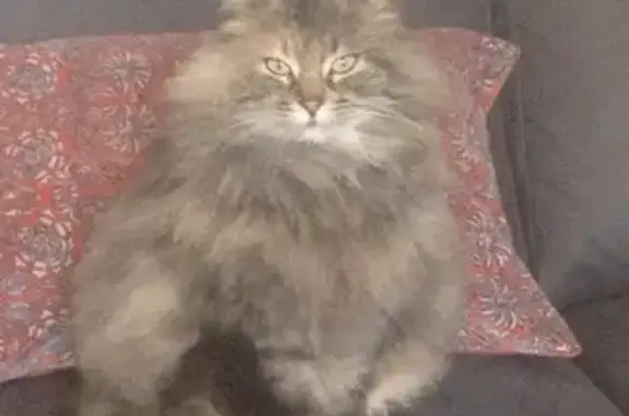 Chat perdu, Chambray-lès-Tours, photo: Chat Praline, 12 ans, écaille de tortue, poil long, perdu à Chambray-lès-Tours