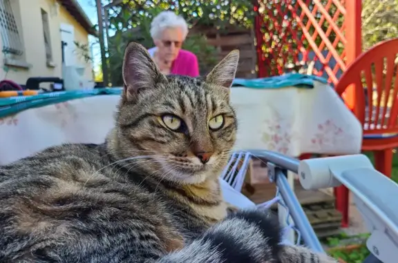 Chat perdu, L'Isle-Jourdain, photo: Chat disparu à L'Isle-Jourdain