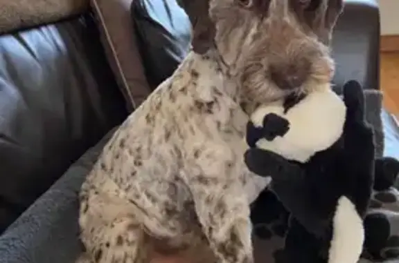 Lost Male Cockapoo: White with Brown Markings