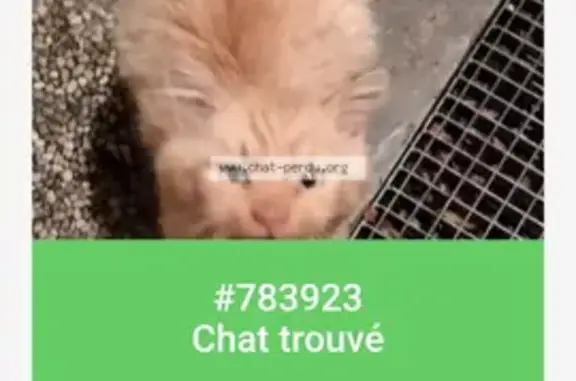 Chat roux trouvé, non agressif, en bonne santé, Rue du Lotissement du Centre Culturel, Cercy-la-Tour - photo