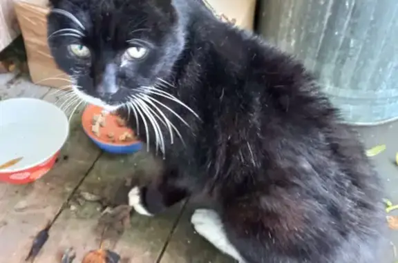 Chat trouvé, gentil, non tatoué, non pucé - photo