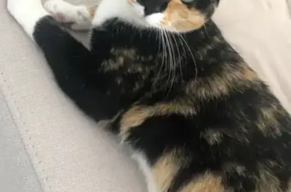 Lost Small Female Tortoiseshell Cat in Brisbane