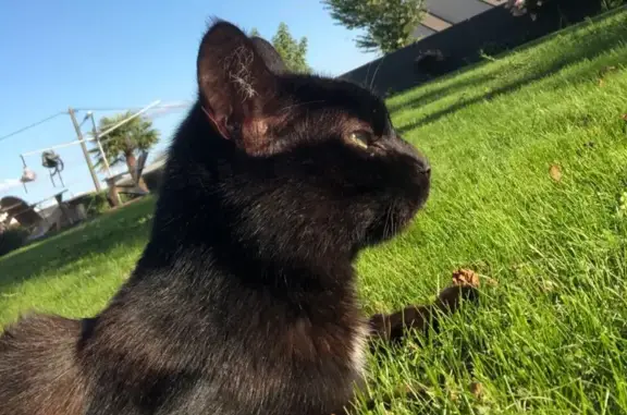 Animaux perdus , photo: Chat noir tâche blanche, femelle, yeux verts, disparu Rue des Étangs