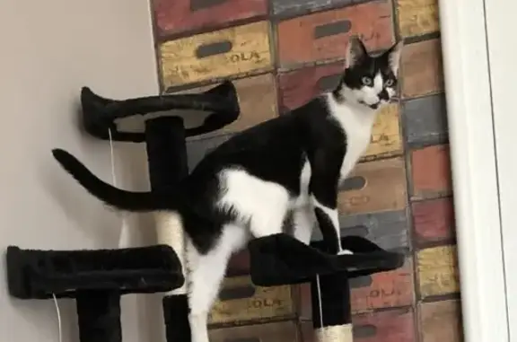 Animaux perdus Dijon, photo: Chat perdu, Place Roger Salengro, 13, Dijon