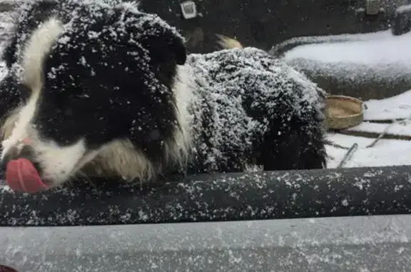 Lost Border Collie Flynn: Black & White, Wall-Eyed, Unique Markings