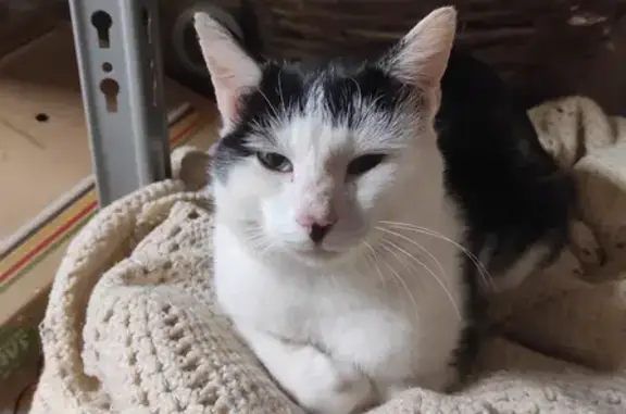 Chat trouvé, blanc-noir tacheté, câlin. - photo