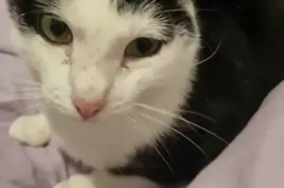 Chat perdu, Tours, photo: Chat affectueux, glouton, bavard