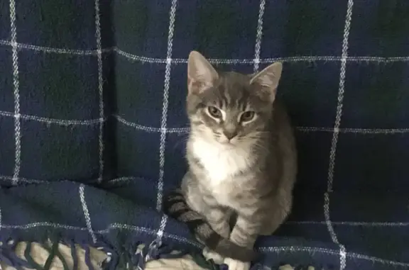 Lost Neutered Male Cat: Grey Stripes, White Paws - Hawkhurst, England