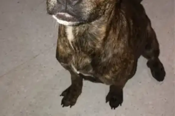 Lost: Lucy, 10-Month-Old Female Staffy, Brindle, Ashwin Parade, Adelaide