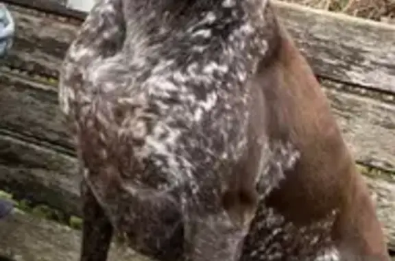 Lost Dog Coco: German Pointer, Brown & White, Peacehaven Area
