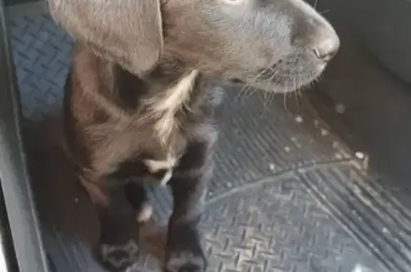 Animaux trouvés Le Fieu, photo: Chien trouvé - Chiot noir, La Bombarde, D21E1