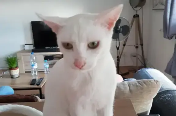 Chat perdu, Bezons, photo: Chat blanc disparu Rue Hoche, Bezons
