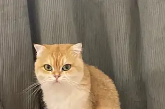 Chat perdu, Paris, photo: Chat disparu à Paris: Nala, British shorthair, 2 ans
