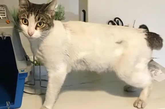 Animaux trouvés Marseille, photo: Chatte blanche tigrée, cœur sur flanc, trouvée affamée à Marseille