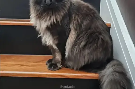 Lost: Timid 15-Month-Old Maine Coon, Black Smoke, Alice St.