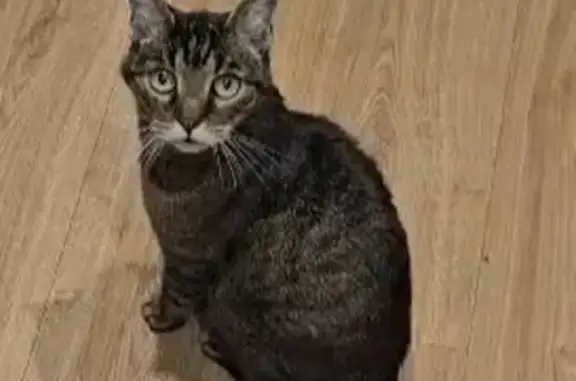 Animaux perdus Avignon, photo: Chat tigré marron disparu, Avignon