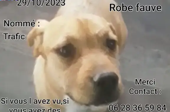 Animaux perdus , photo: Chien perdu : Roux, 25kg, Blauvac