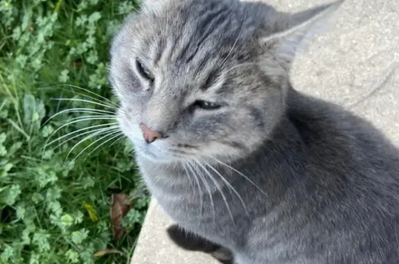 Chat trouvé, 2 ans, castré, non pucé. Gentil et affectueux. Mandres-la-Côte. - photo
