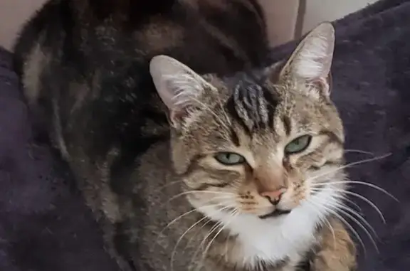Chat trouvé à Colomiers - photo