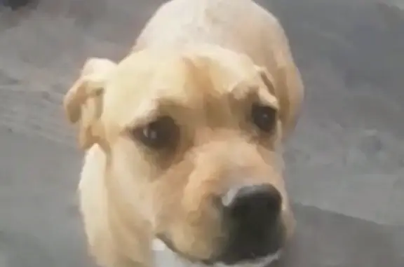 Animaux perdus Blauvac, photo: Chien disparu, petite taille, roux/blanc Chemin Blaques, Blauvac