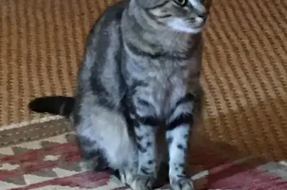 Animaux perdus Sainte-Catherine-de-Fierbois, photo: Chat tigré disparu après tempête