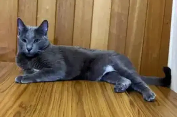 Lost Russian Blue Cat: Desexed Male, Semaphore Rd, Port Adelaide