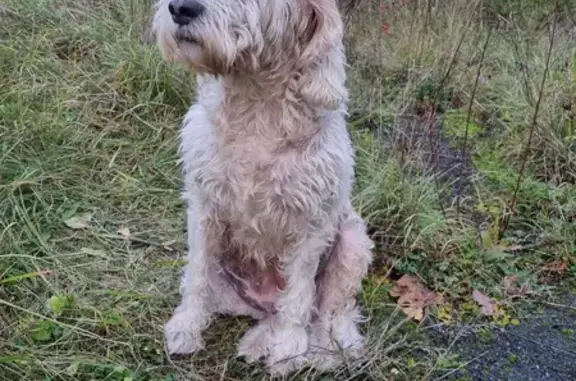 Chien perdu Chaumont, photo : Chien femelle blanc disparu, 6 ans, vu près rond point Renault, route Langres, Chaumont.
