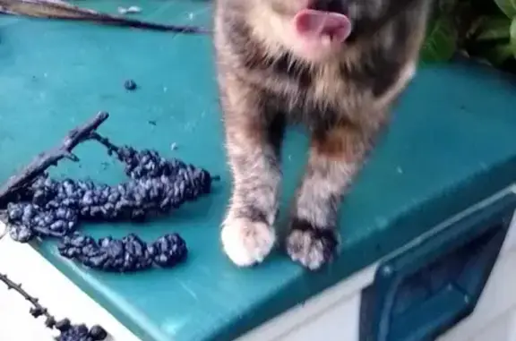 Chaton femelle noir et roux trouvé à Evreux St-Michel. Bonne santé, affectueuse. Évreux, Normandie. - photo