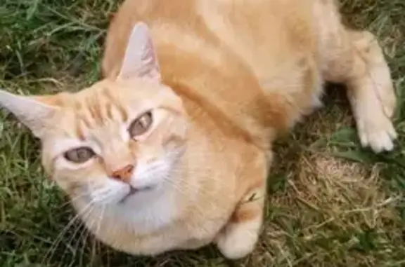 Animaux perdus La Génétouze, photo: Chat rousse perdu à La Genétouze
