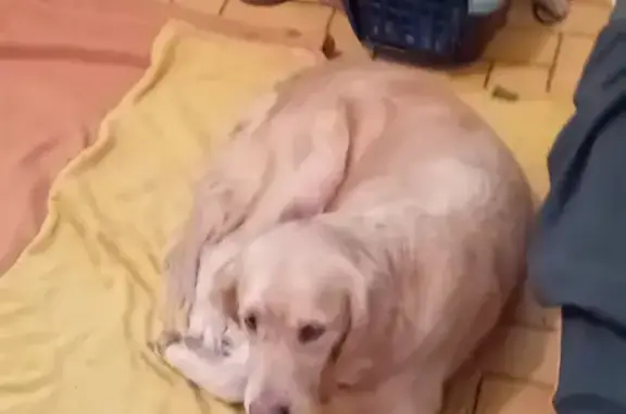 Animaux perdus Le Mans, photo: Chien femelle golden beige, 9 ans, disparue au Mans
