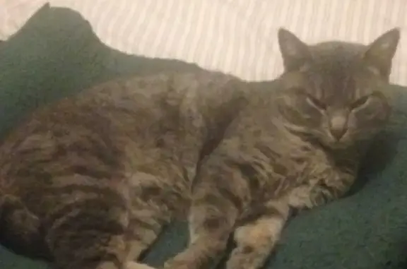 Animaux perdus Pacé, photo: Chat disparu: Plume, petite chatte grise tigrée, 6 ans, Rue de Cézembre, Pacé