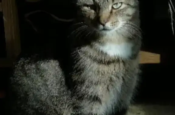 Animaux perdus Brest, photo: Chat perdu Rue de Siam, 52, Brest