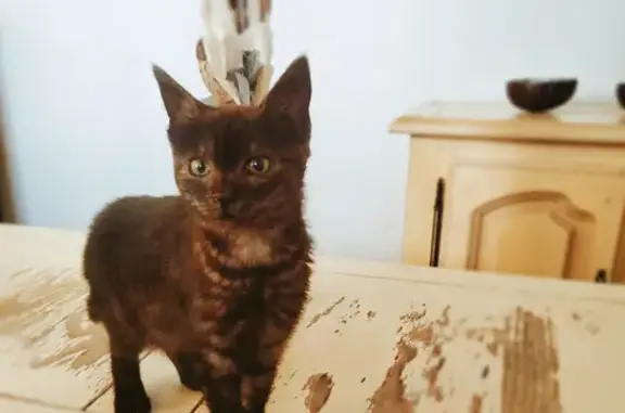 Chat perdu, Neufchâtel-en-Saosnois, photo: Chaton femelle marron foncé disparu