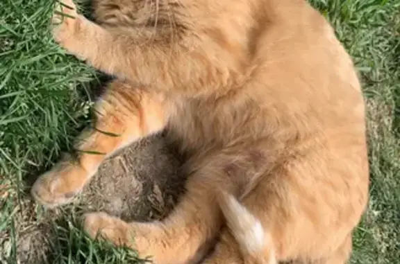 Chat perdu, Bû, photo: Chat femelle rousse tigrée disparu
