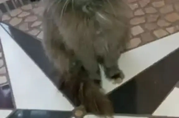 Chatte sociable, jeune et sale, en bonne santé. - photo